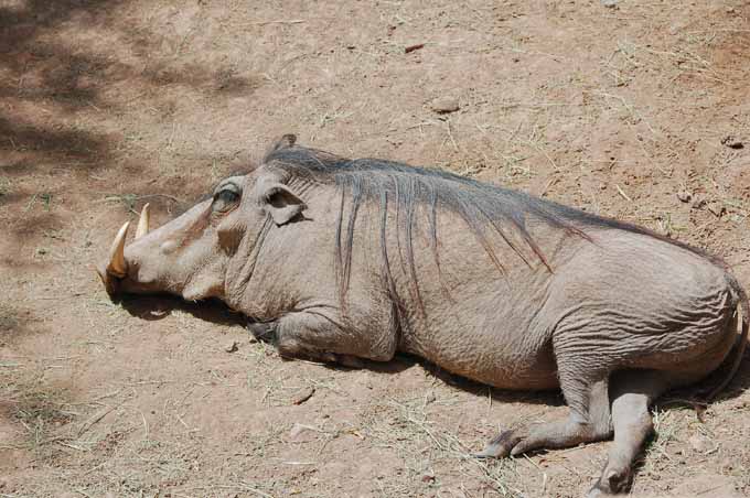 warthog